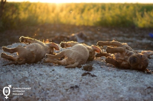 Mestskí polícajti, ktorí v Holíči utopili v žumpe šteniatka, poznajú svoje tresty