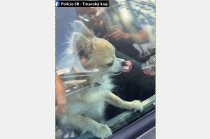 Skalickí policajti ratovali psa &quot;uväzneného&quot; v horúcom aute