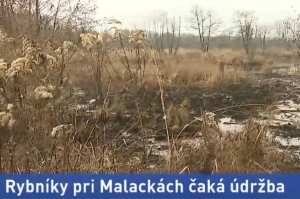 VIDEO: Vojenské lesy plánujú obnoviť rybníky pri Malackách
