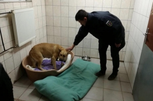 Policajt po práci zachránil vyhodené šteniatka na kopaniciach za Myjavou