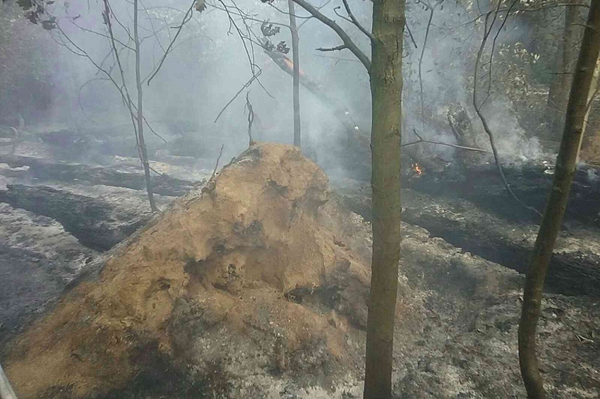 Požiar lesného porastu medzi Hradišťom a Brezovou