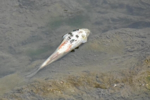 Uhynuté ryby v Myjave /  Fotky: Róbert Fritz