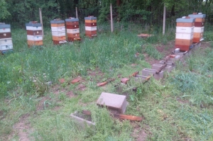Pátra sa po ukradnutých včelstvách na Záhorí, odmena 500 eur